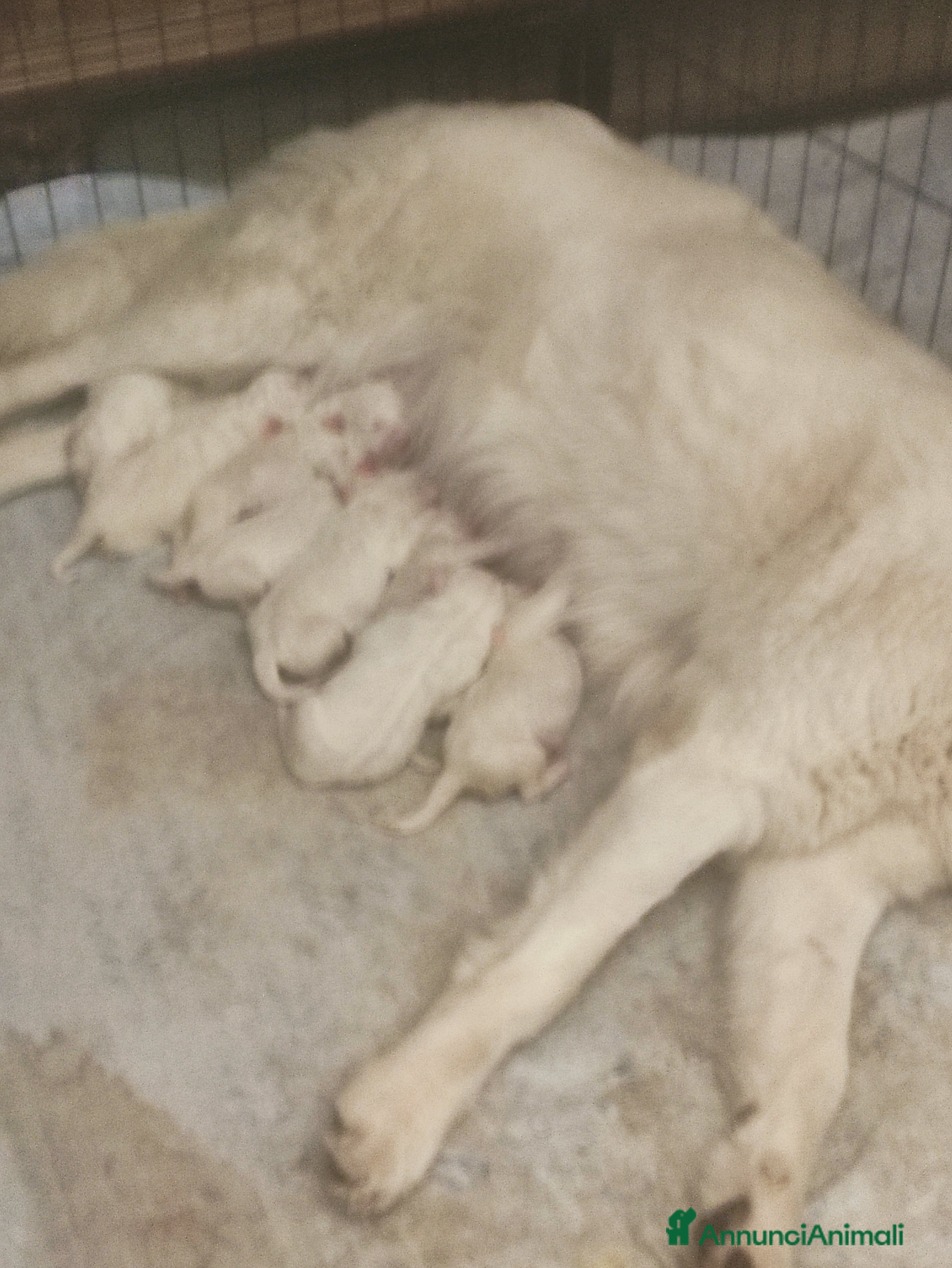 Pastore Maremmano cani  PASTORE ABRUZZESE MAREMMANO alta genealogia - Annuncio 2