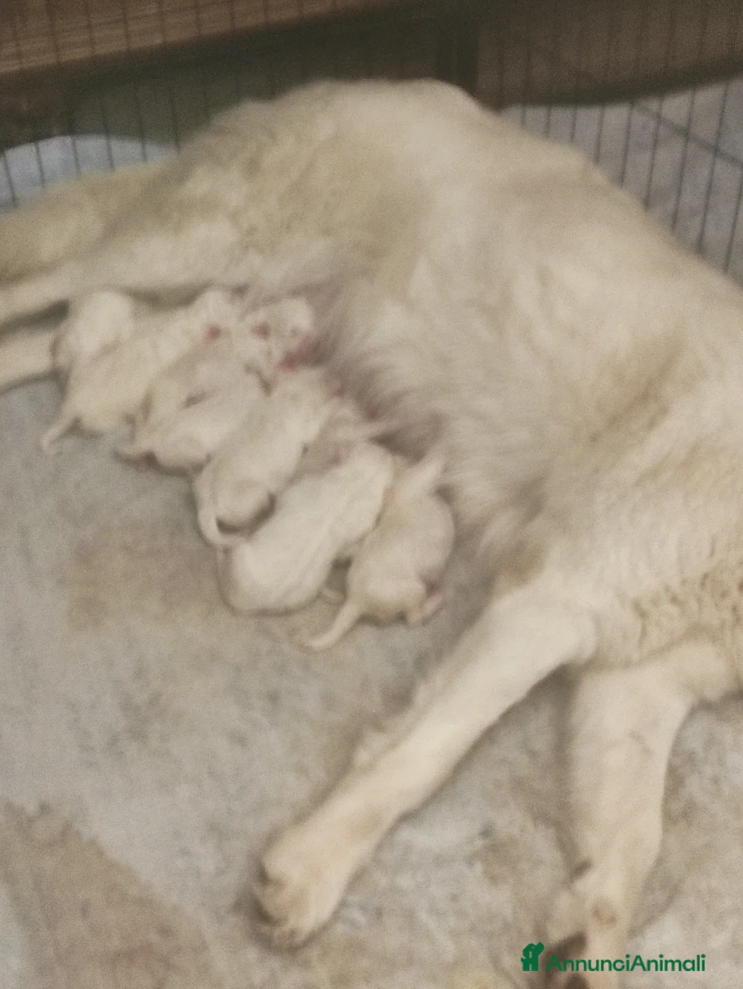 Pastore Maremmano cani in vendita:  PASTORE ABRUZZESE MAREMMANO alta genealogia a Provincia di Ravenna - Annuncio 2