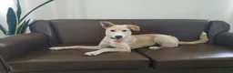 Meticcio cani in regalo: Regalo meticcio - Annuncio 6