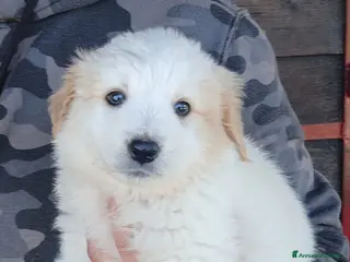 Meticcio cani IL DOLCISSIMO AIKO HA BISOGNO DI TE, IN ADOZIONE - Annuncio 29