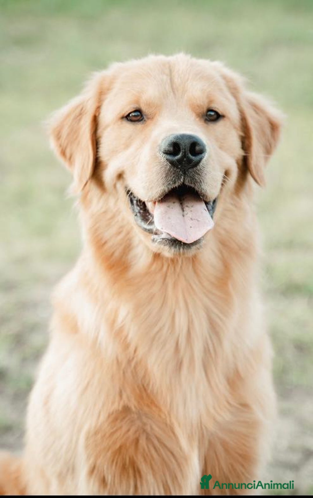 Golden Retriever cani in vendita: Cuccioli Golden Retriever con Pedigree  - Annuncio 7