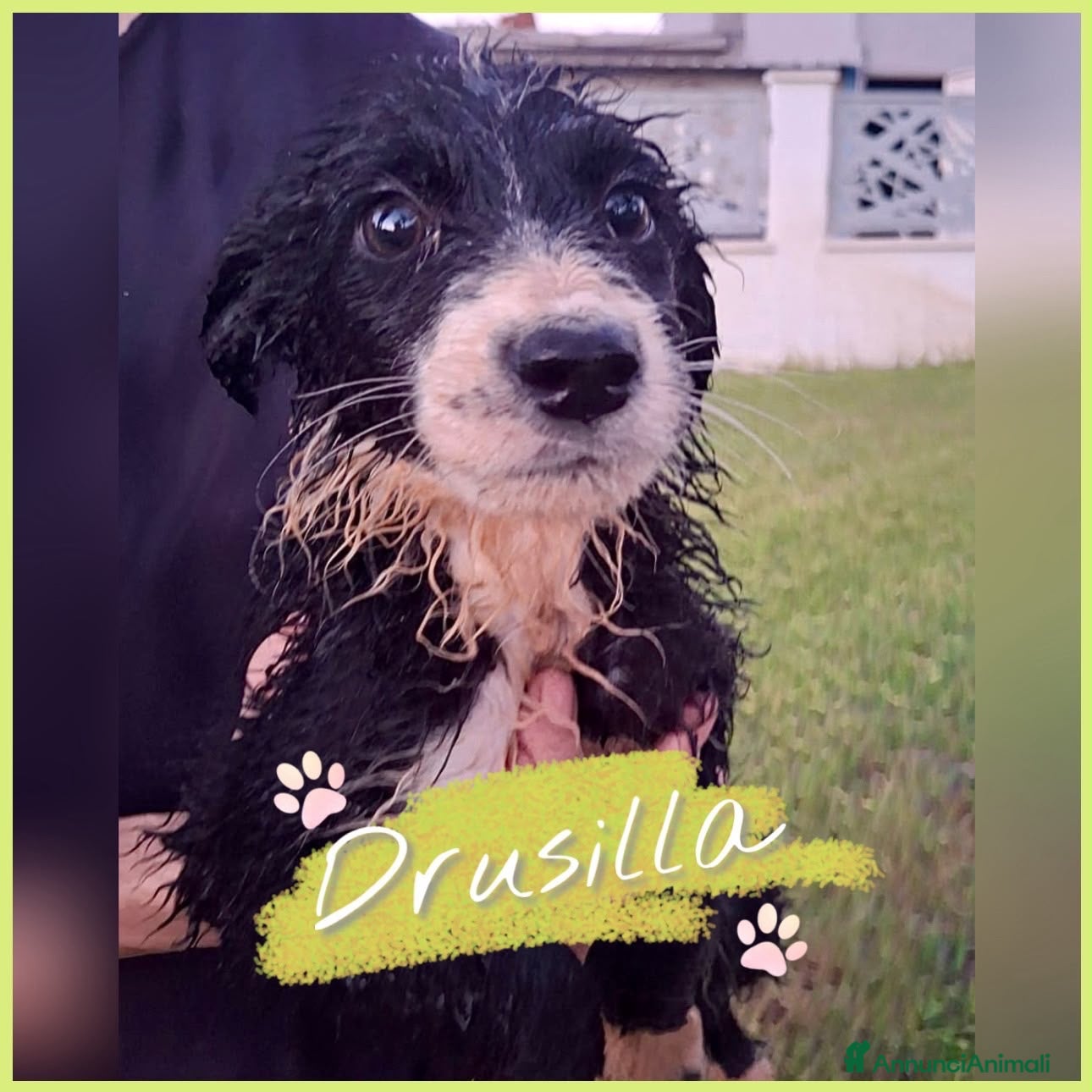 Meticcio cani DRUSILLA 🩷 aspetta solo di essere scelta - Annuncio 25