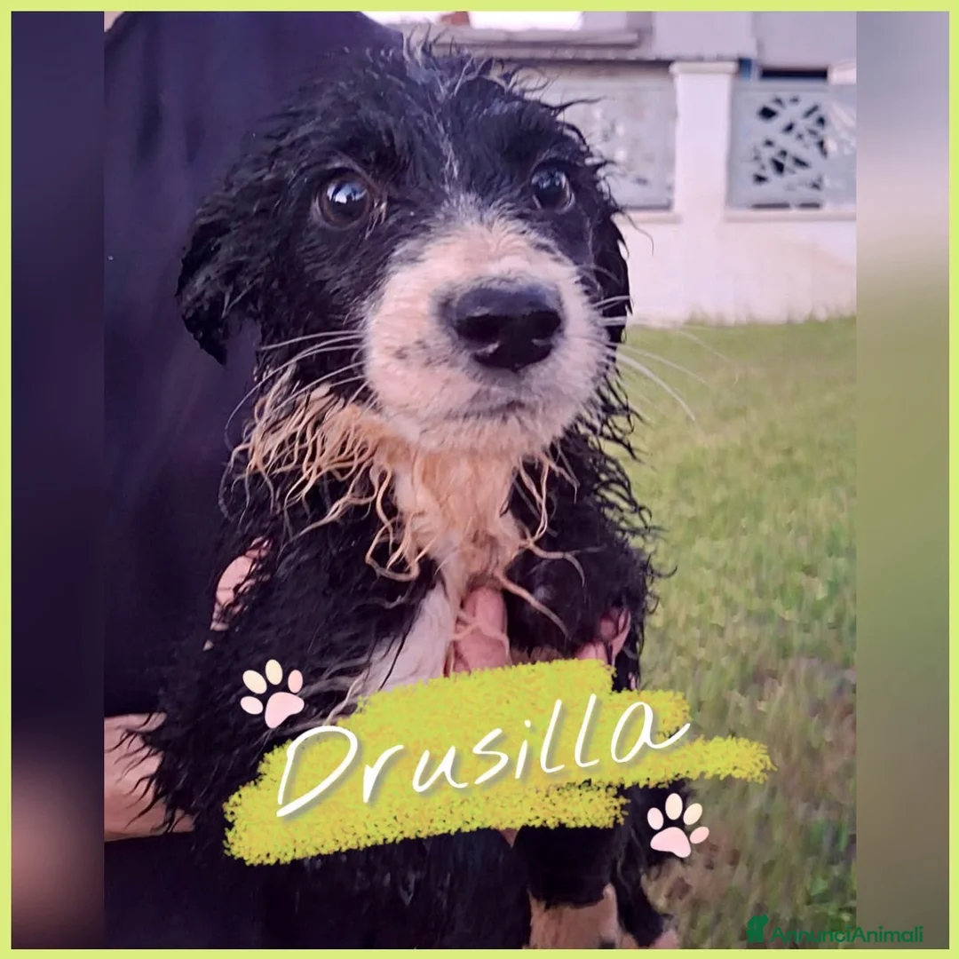 Meticcio cani in regalo: DRUSILLA 🩷 aspetta solo di essere scelta a Provincia di Pavia - Annuncio 1