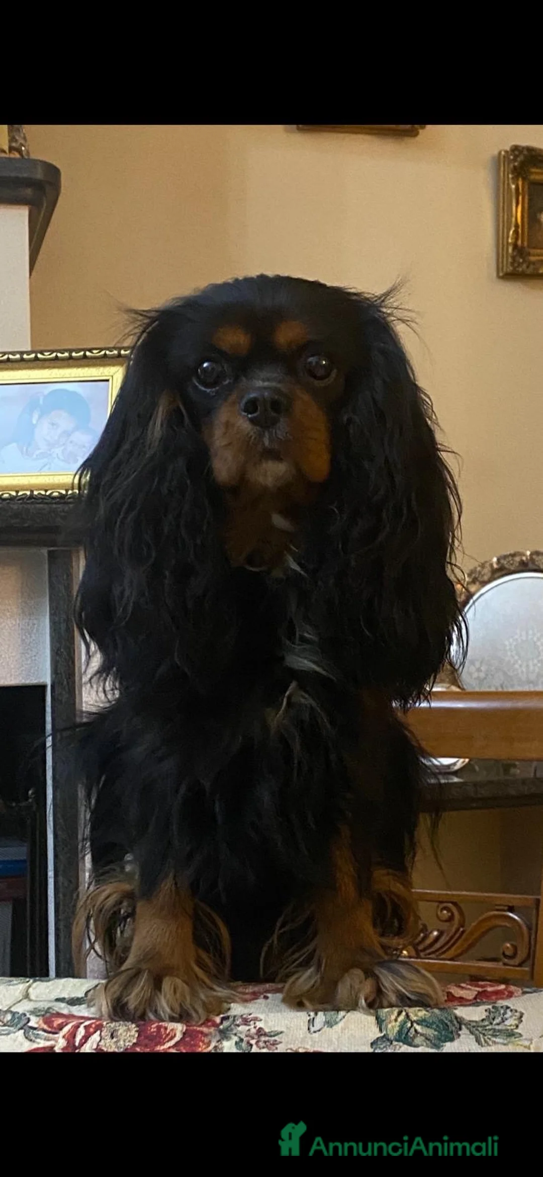 Cavalier King cani in regalo: Cavalier di 4 anni  - Annuncio 1