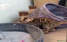 Bengala gatti in vendita: Maschietto & Feminuccia 🥰 - Annuncio 17