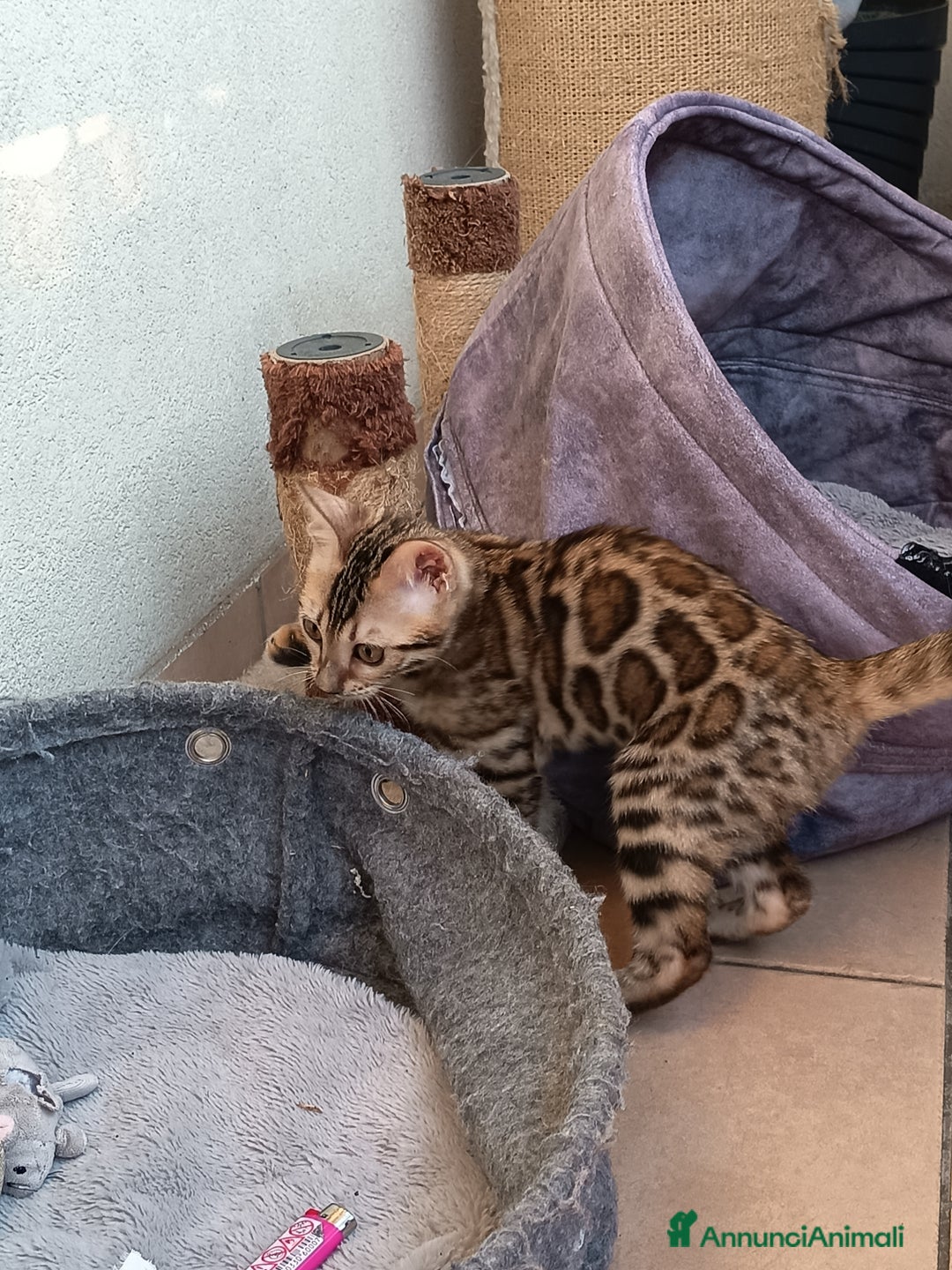 Bengala gatti in vendita: Maschietto & Feminuccia 🥰 - Annuncio 17