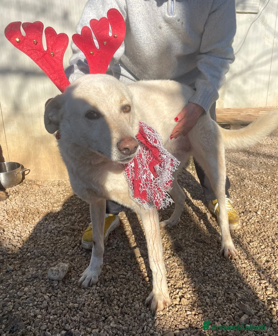 Meticcio cani in regalo: LA DOLCISSIMA SUSY - Annuncio 2