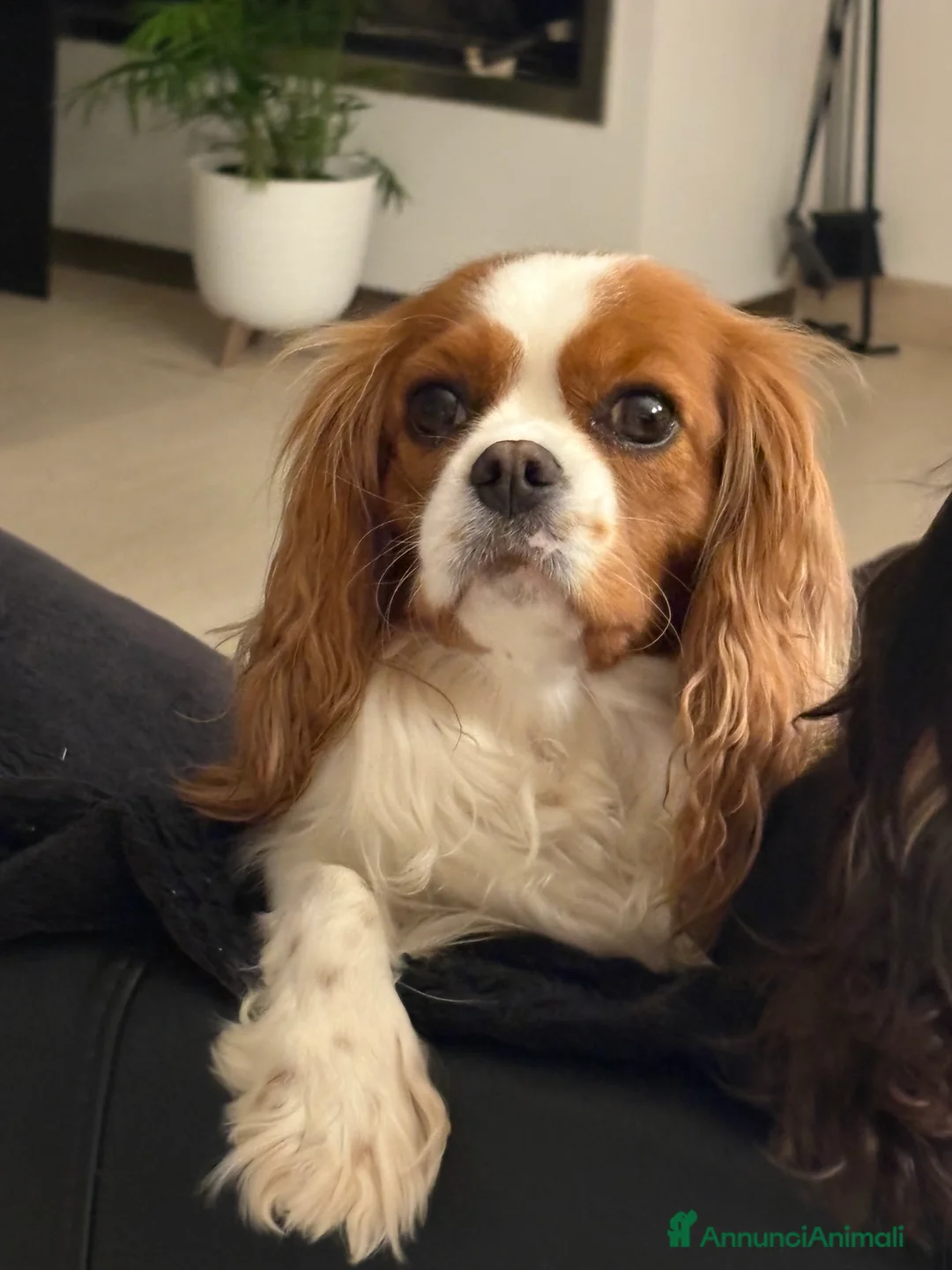 Cavalier King cani in vendita: Vendo cucciolo Blenheim - Annuncio 10