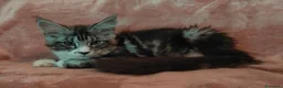 Maine Coon gatti in vendita: PEPITA - Annuncio 5