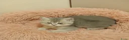 Scottish gatti in vendita: Cuccioli Straight/Fold  - Annuncio 7