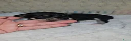 Chihuahua cani in vendita: Chihuahua toy femmina a Città metropolitana di Milano - Annuncio 13