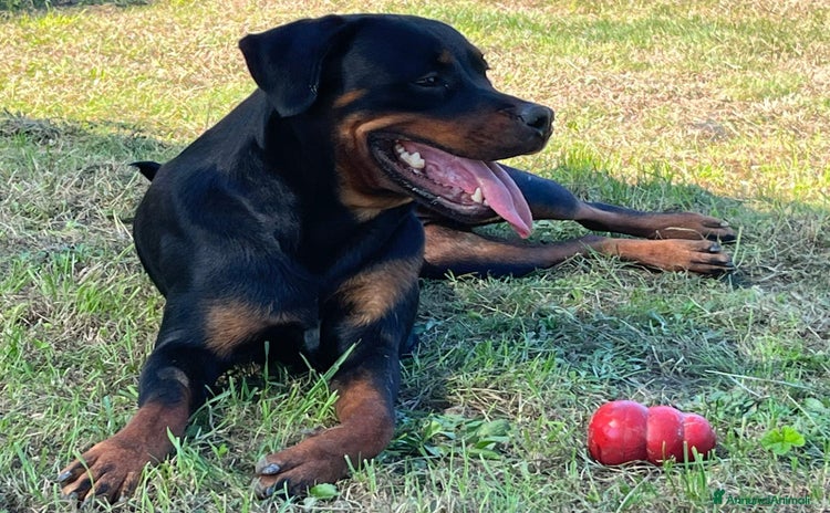 Rottweiler cani - Annuncio 2