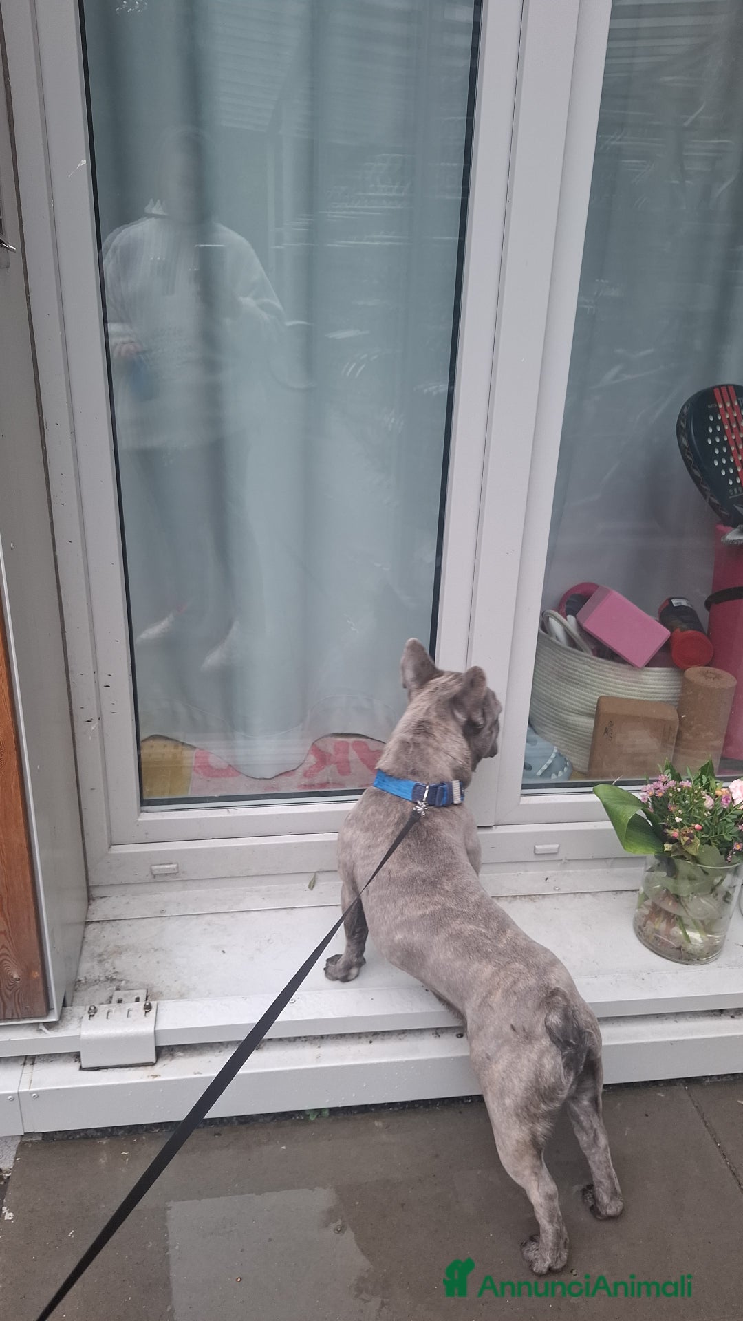 Bulldog Francese cani per accoppiamento:  Ciccio Maschio Bulldog Francese Cerca Femmina - Annuncio 5