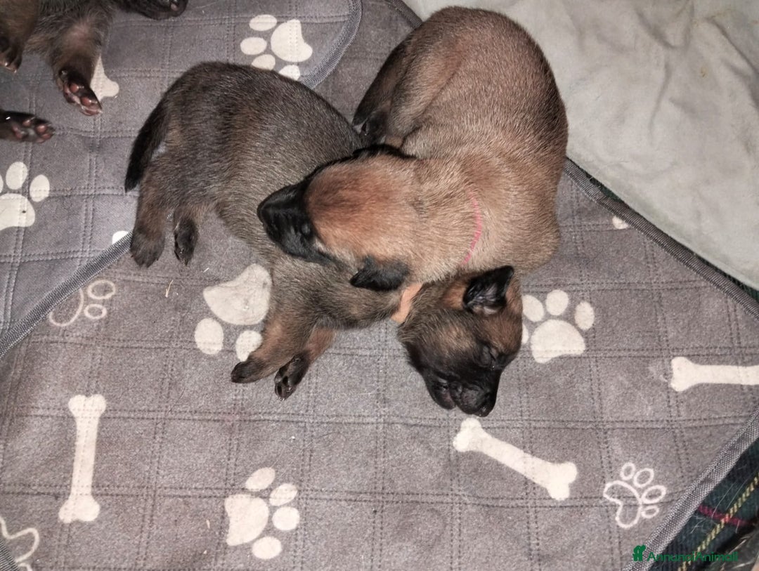 Pastore Belga cani in vendita: Cuccioli pastore belga Malinois con Pedigree ENCI - Annuncio 4