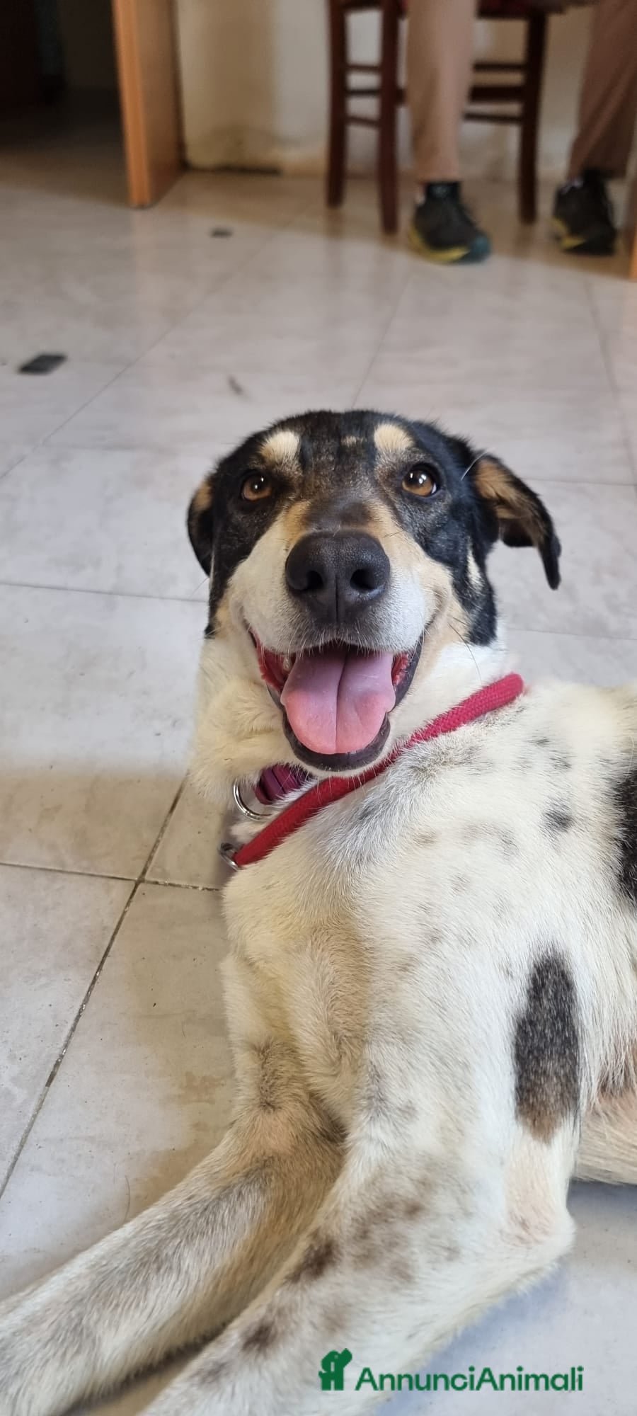 Meticcio cani MIRIAL 🩷 - taglia contenuta, buonissima e dolce. - Annuncio 41