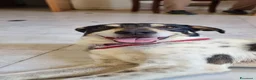 Meticcio cani in regalo: MIRIAL 🩷 - taglia contenuta, buonissima e dolce. a Provincia di Pavia - Annuncio 5