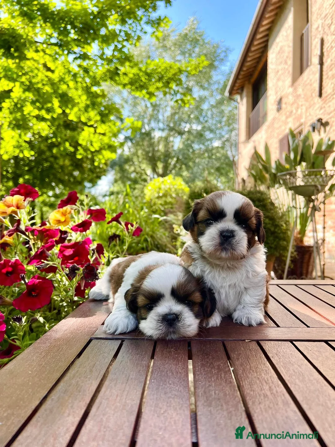 Shih Tzu cani in vendita: Bellissimi Shihtzu a Città Metropolitana di Firenze - Annuncio 6