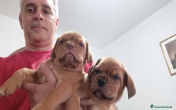 Dogue de Bordeaux cani in vendita: Disponibili Cuccioli di Dogue de Bordeaux a Provincia di Modena - Immagine 14