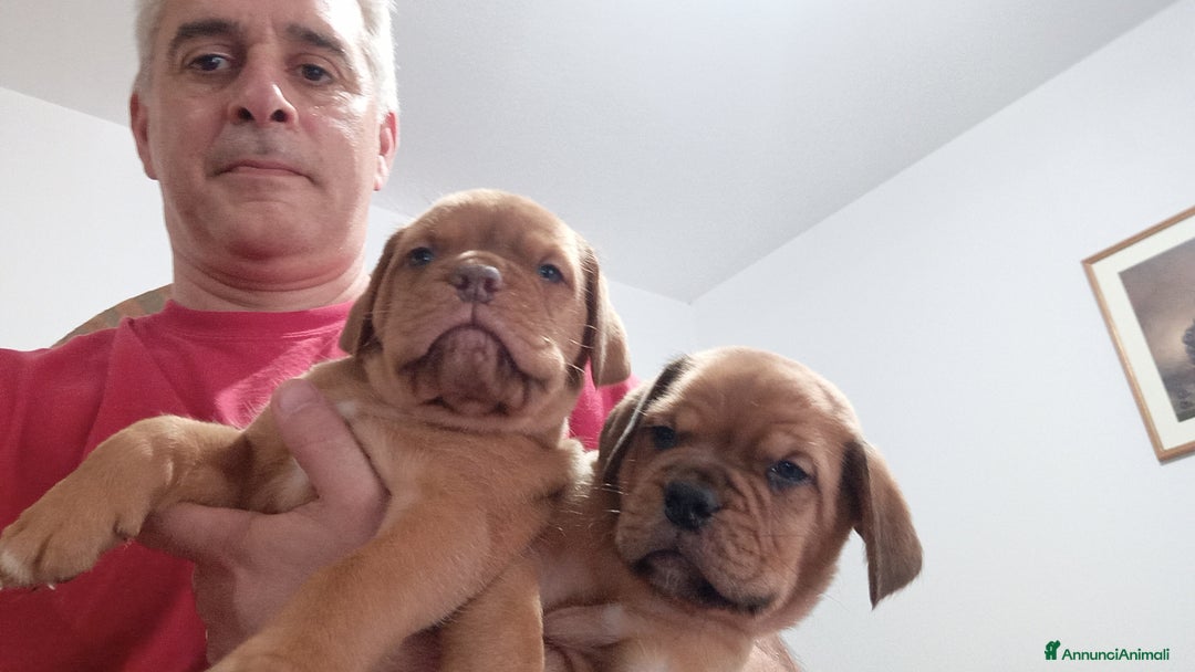 Dogue de Bordeaux cani in vendita: Disponibili Cuccioli di Dogue de Bordeaux a Provincia di Modena - Immagine 14