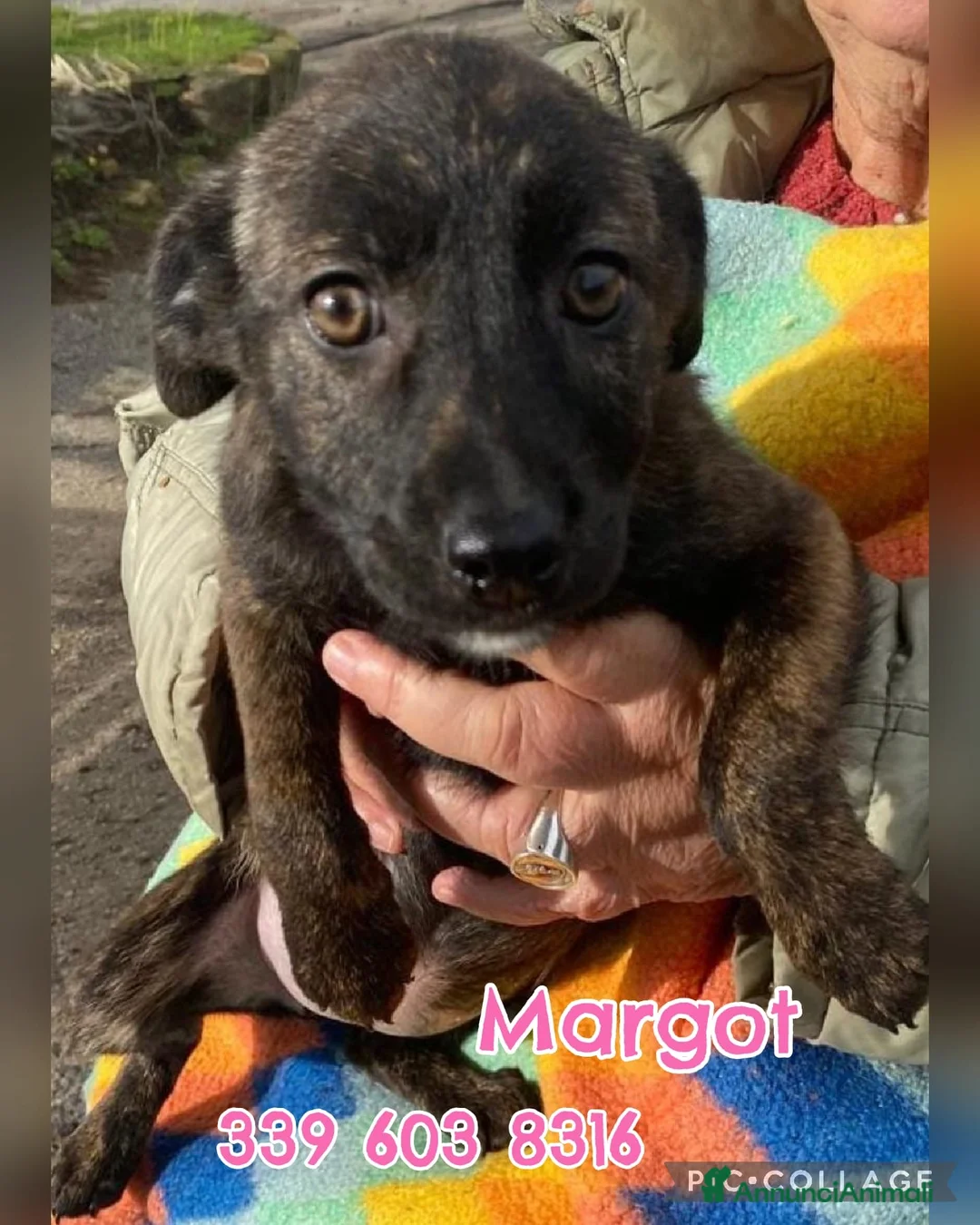 Meticcio cani in regalo: MARGOT 🩷 - cucciola, come si fa a non amarla 🥺 - Annuncio 1