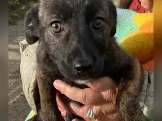 Meticcio cani MARGOT 🩷 - cucciola, come si fa a non amarla 🥺 - Annuncio 2