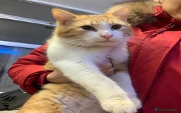 Europeo gatti in regalo: affettuoso tatone in regalo a Provincia di Chieti - Immagine 4