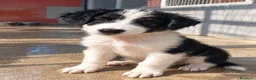 Meticcio cani in regalo: Balto, taglia media! (20/25kg) - Annuncio 1