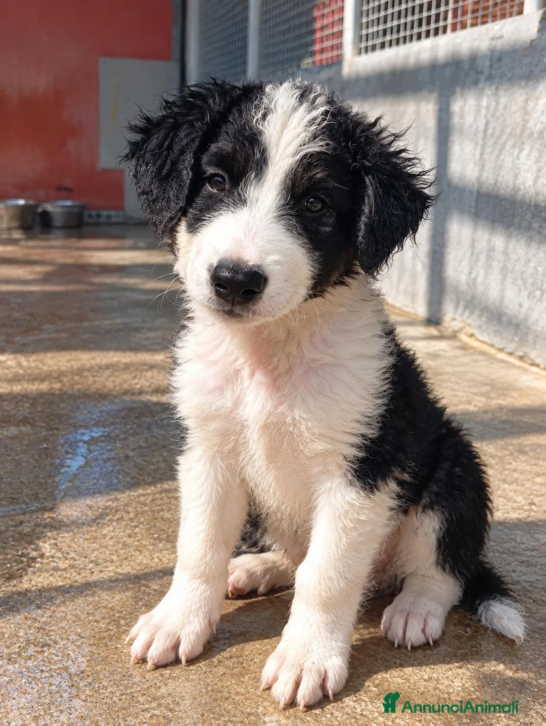 Meticcio cani in regalo: Balto, taglia media! (20/25kg) - Annuncio 1
