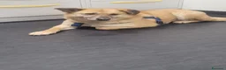Meticcio cani in regalo: Splendida meticcia - RAJA - Annuncio 10