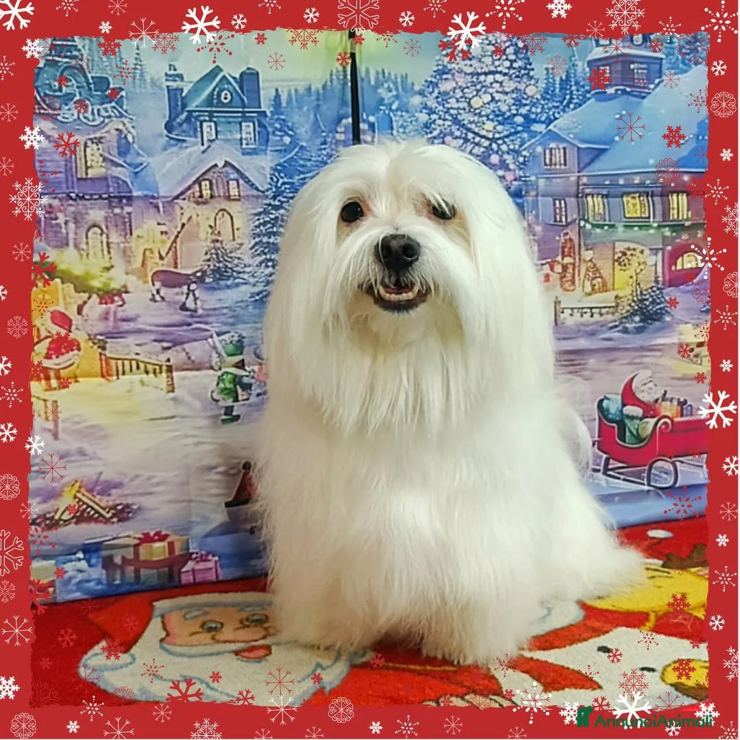 Maltese cani in vendita: Cucciolo Maltese Toy maschio  - Annuncio 5