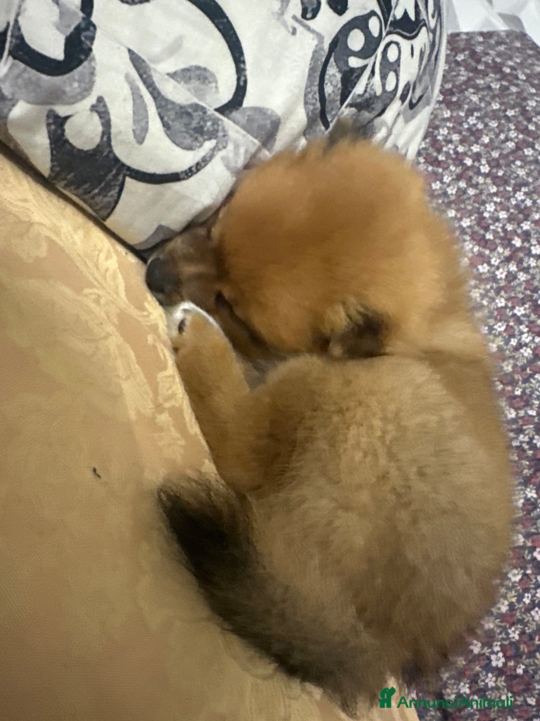 Volpino Pomerania cani in vendita: Cucciolo di Spitz  - Annuncio 3