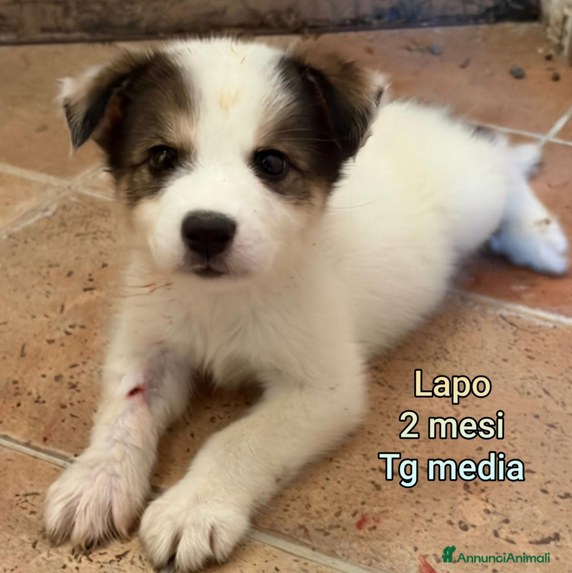 Meticcio cani CUCCIOLI IN CERCA DI FAMIGLIE  - Annuncio 27