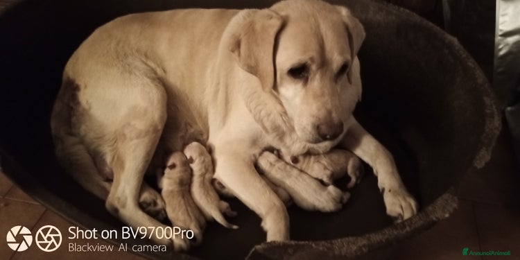 Labrador cani - Annuncio 6