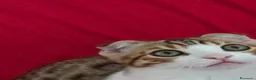 Bengala gatti in vendita: Incrocio Bengala/Scottish  - Annuncio 3