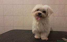 Maltese cani in vendita: Maltese  a Ente di decentramento regionale di Udine - Immagine 4
