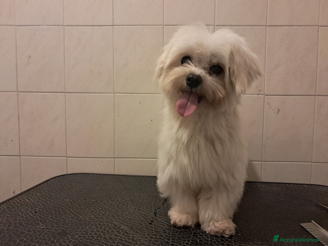 Maltese cani in vendita: Maltese  a Ente di decentramento regionale di Udine - Immagine 4