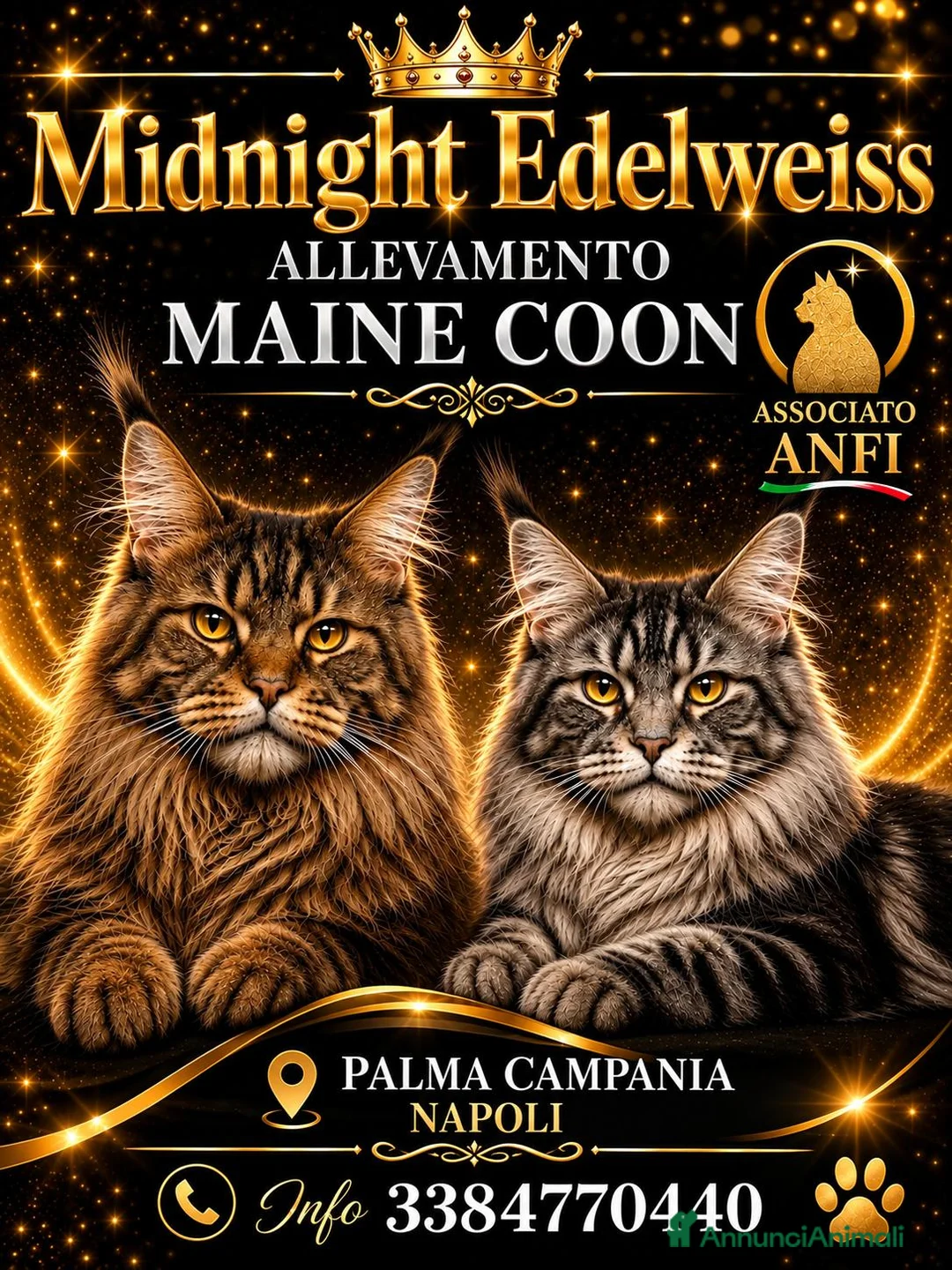 Scottish gatti in vendita: ALLEVAMENTO - Annuncio 2