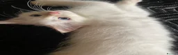 Siberiano gatti in vendita: Disponili cuccioli siberiani! Occhi azzurri! - Annuncio 9