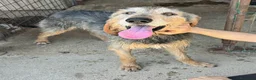 Segugio cani in regalo: Athos 5 anni segugio pelo ruvido - Annuncio 5