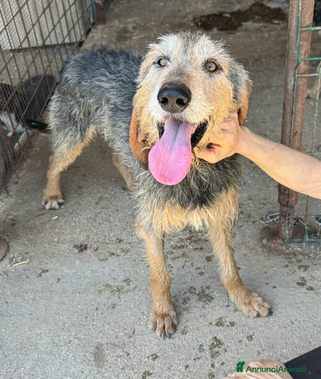 Segugio cani in regalo: Athos 5 anni segugio pelo ruvido - Annuncio 5