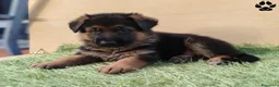 Pastore Tedesco cani in vendita: Cuccioli di pastore tedesco selezionati - Annuncio 3