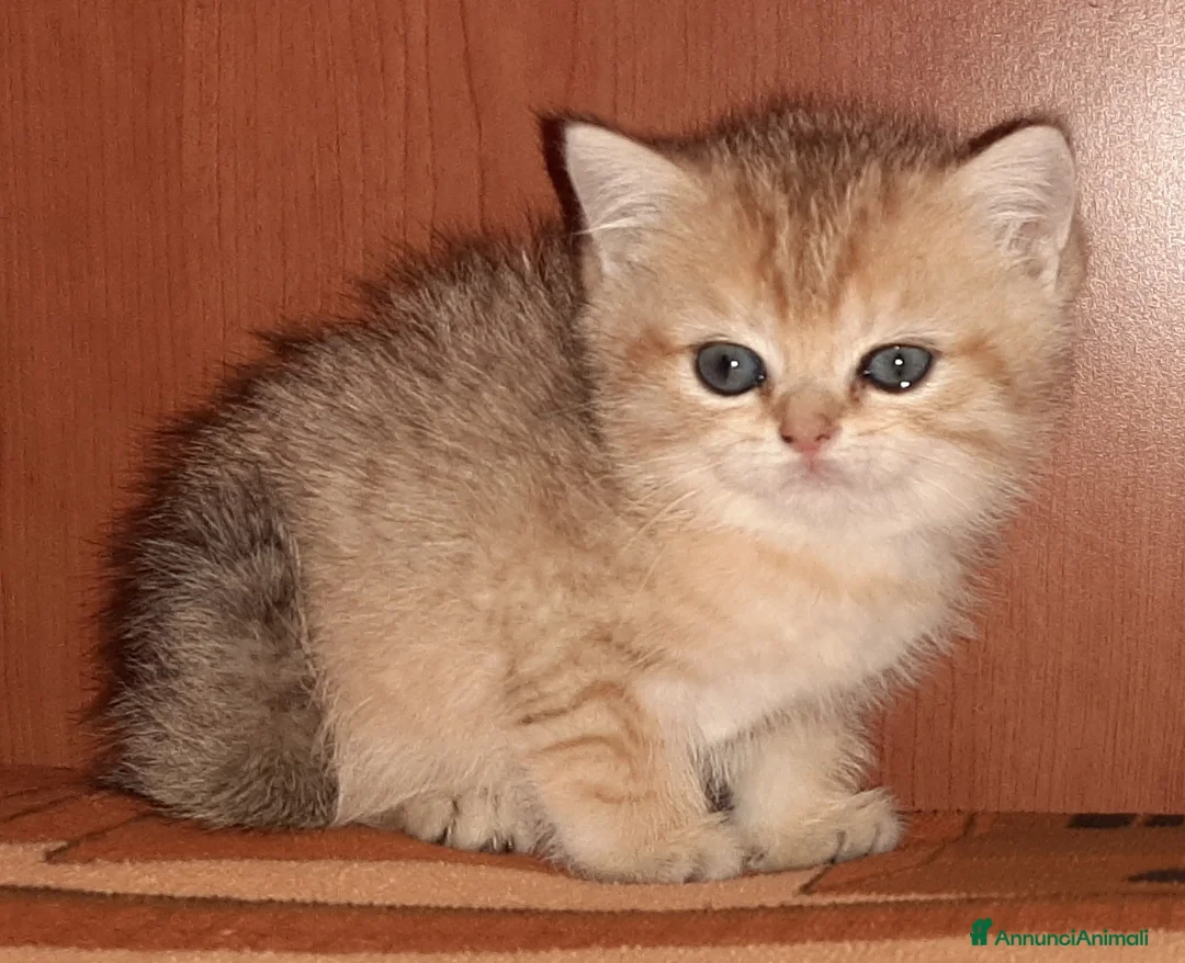 British gatti in vendita: British shorthair Golden Shaded  - Annuncio 2