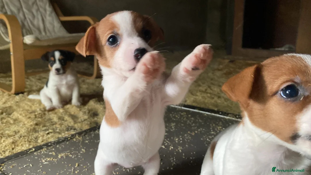 Jack Russell cani in vendita: Jack Russell terrier femmina pelo corto pedigree - Annuncio 1