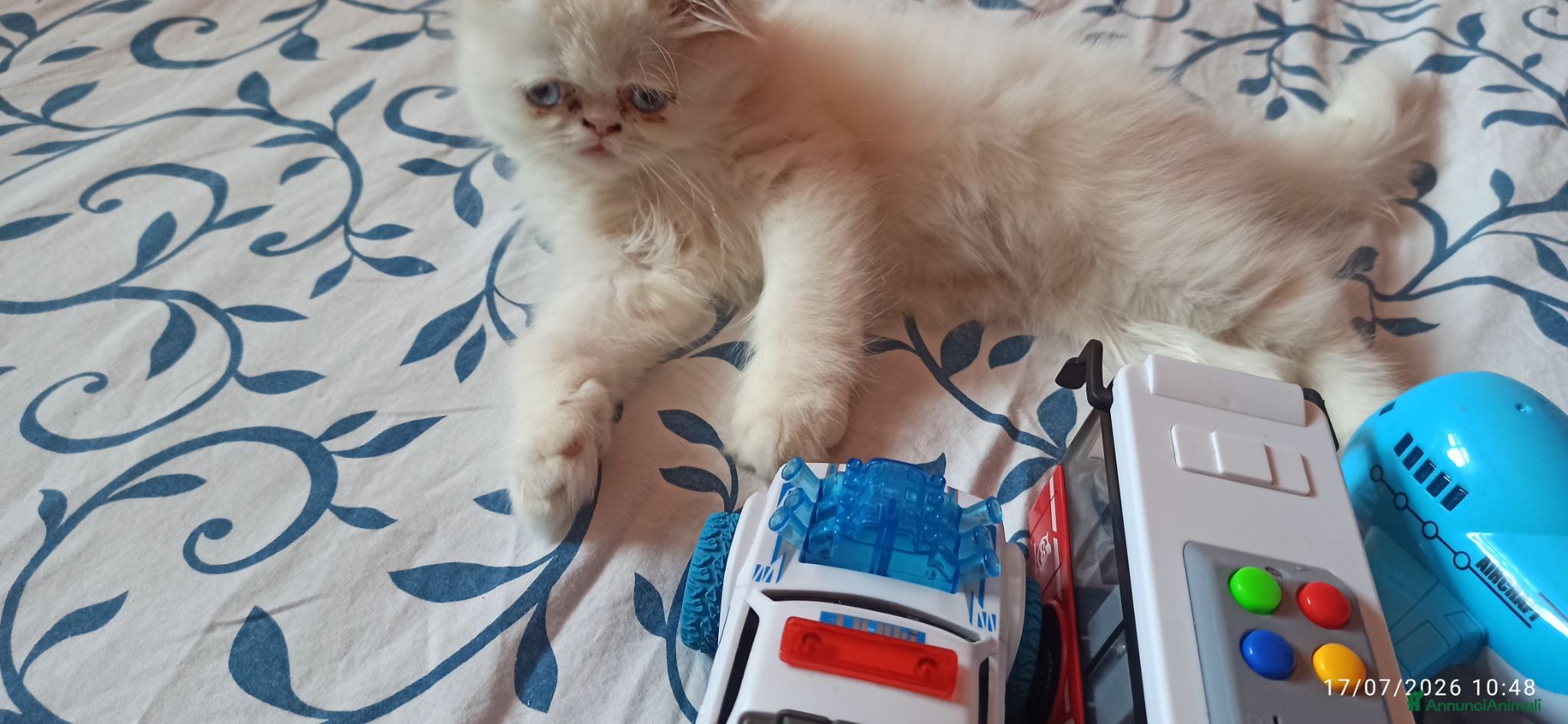 Persiano gatti Gatto persiano ipertipico  - Annuncio 7