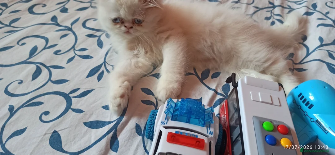 Persiano gatti in vendita: Gatto persiano ipertipico  - Annuncio 1