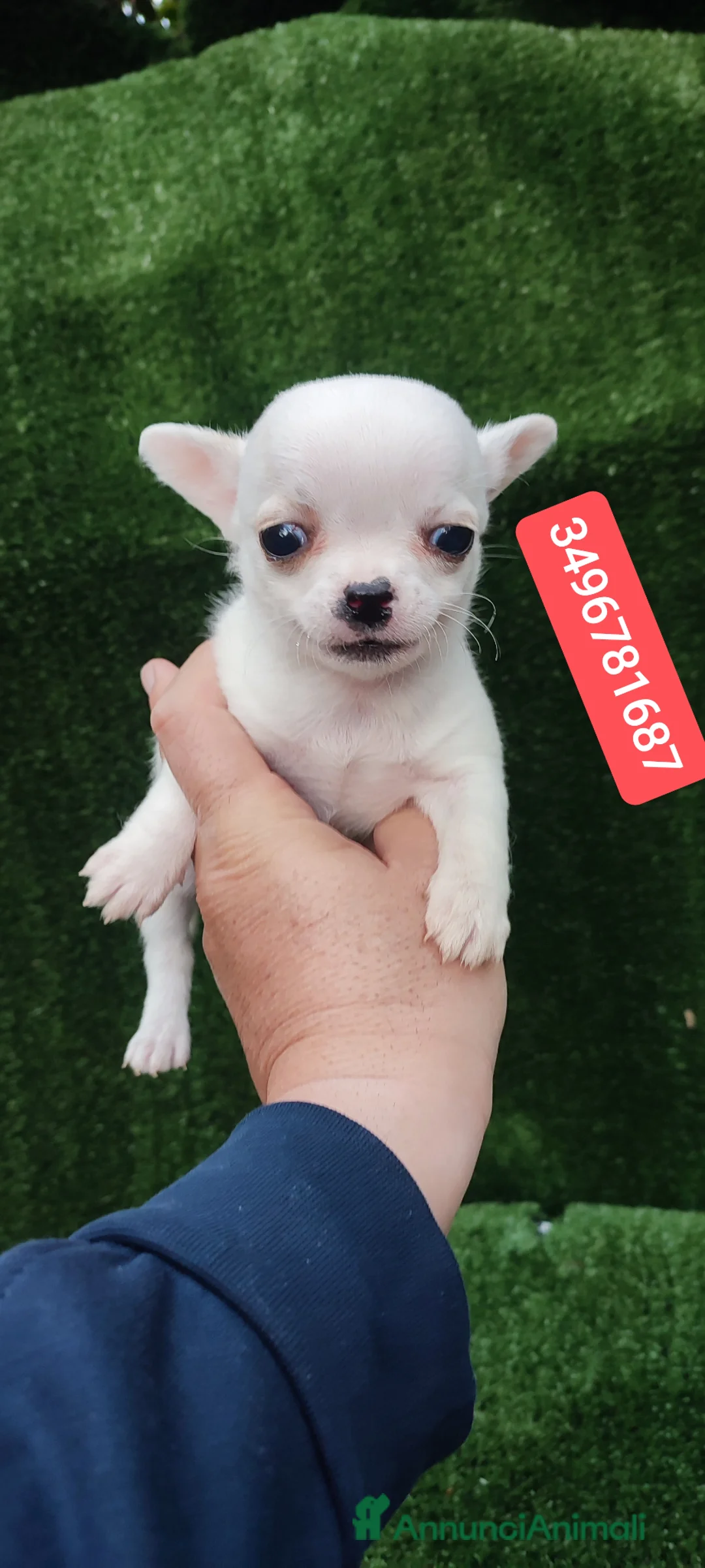 Chihuahua cani in vendita: CHIHUAHUA cucciolino bijoux - Annuncio 1