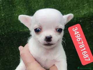 Chihuahua cani CHIHUAHUA cucciolino bijoux - Annuncio 4