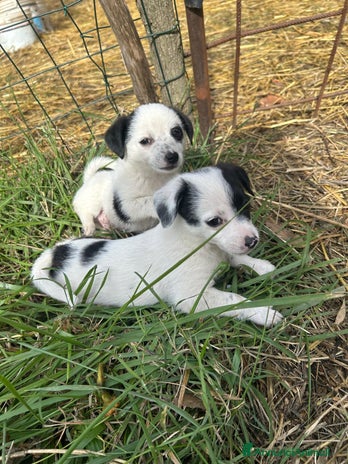 Meticcio cani Cuccioli Incrocio maltese con Pinscher - Annuncio 4
