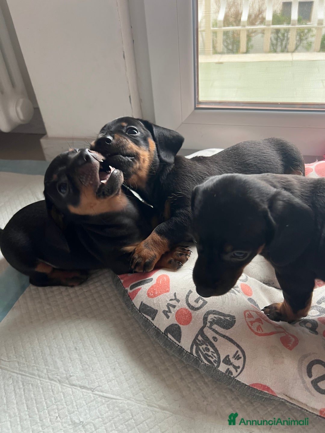 Bassotto cani in vendita: Cuccioli bassotto  - Annuncio 7