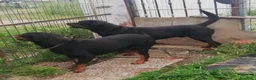 Rottweiler cani in vendita: Cucciolo maschio di Rottweiler con il Pedigree  - Annuncio 3